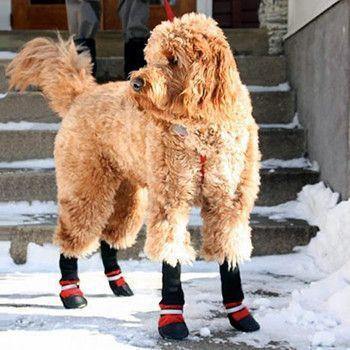 Botas para Mascotas - Protege a tu Mejor Amigo, Sin Importar la Estación del Año!